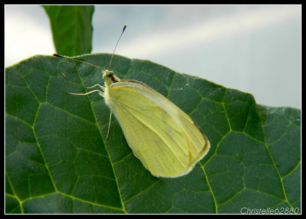 papillon blanc