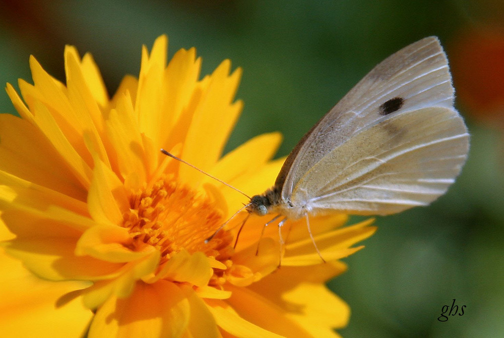 papillon blanc