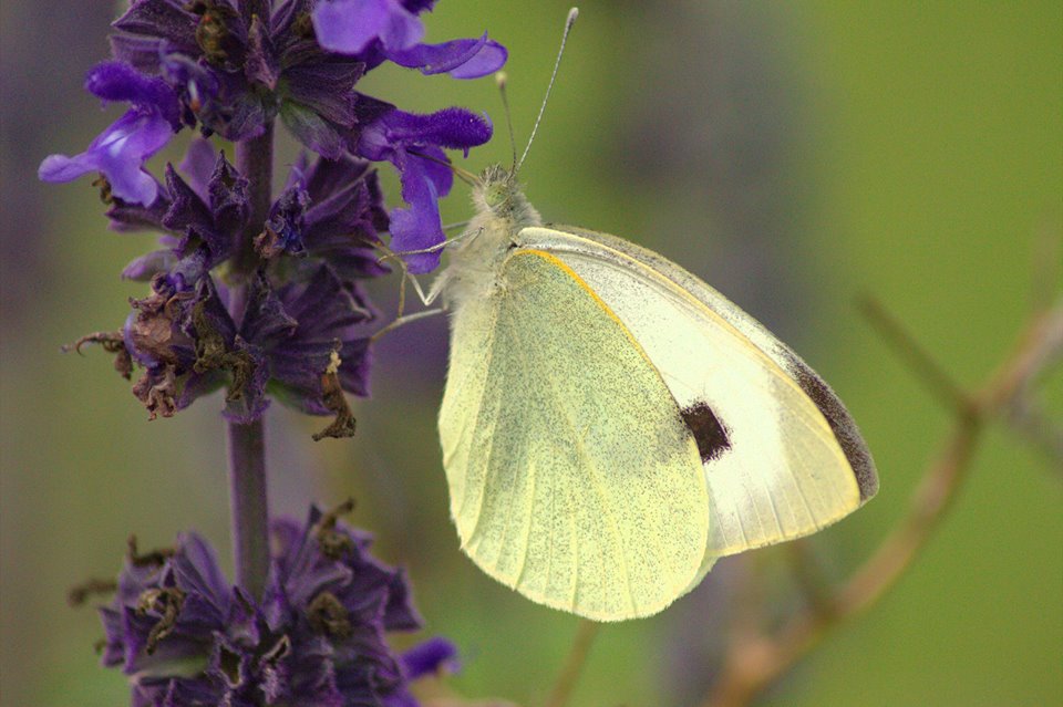 papillon blanc