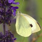 papillon blanc