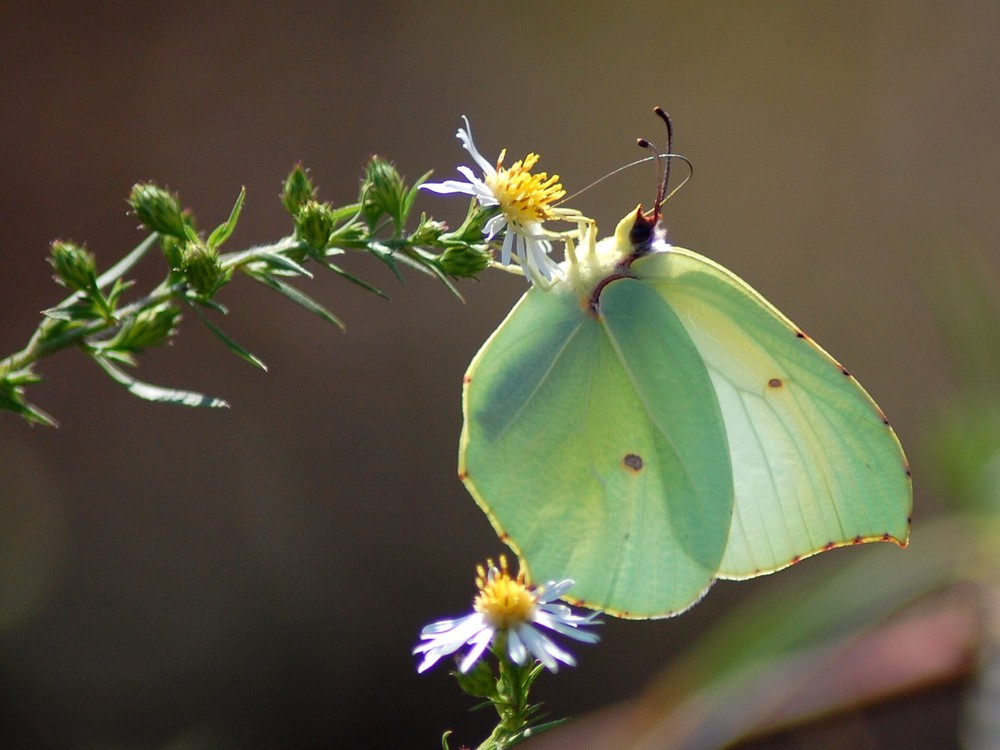 Papillon blanc