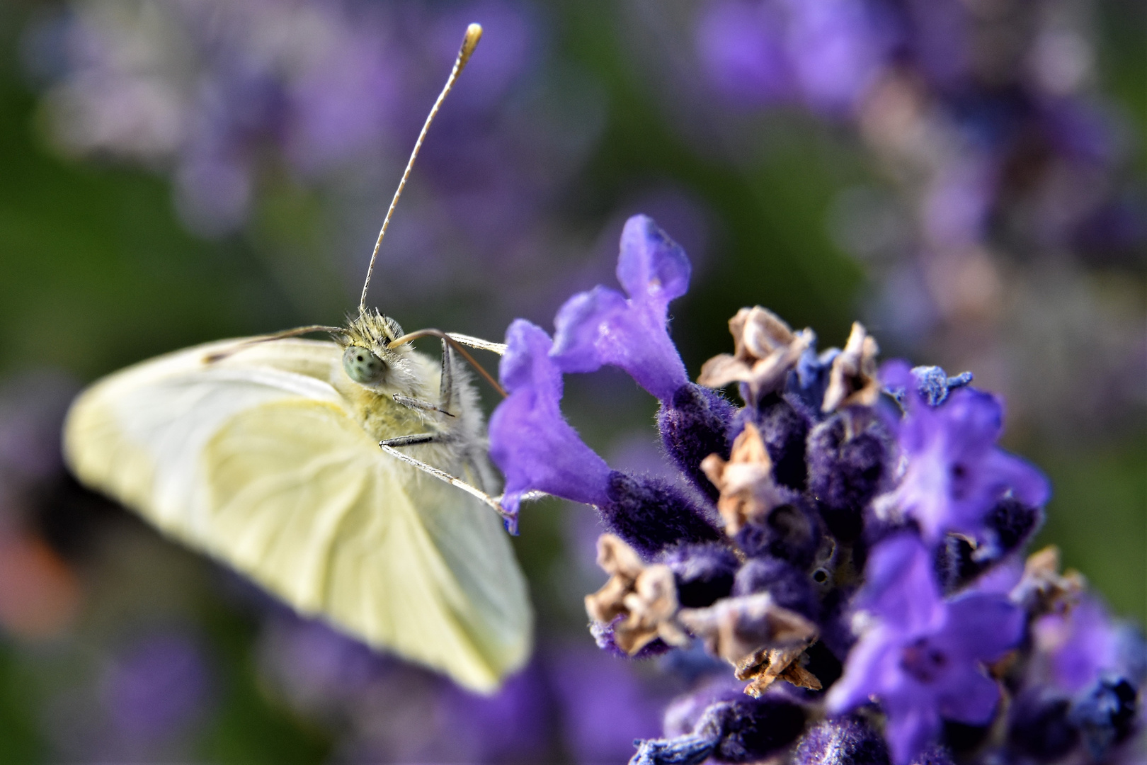 Papillon blanc pure