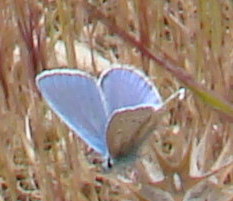 Papillon bleu