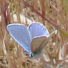 Papillon bleu