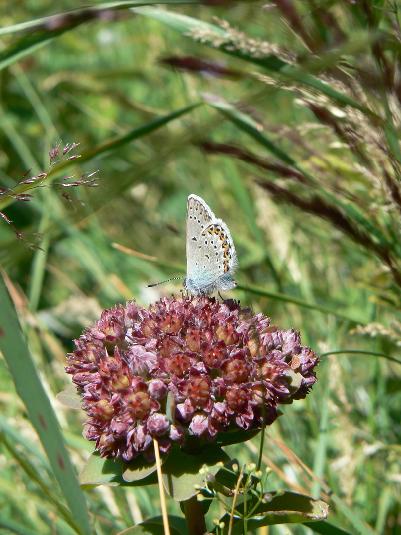 papillon bleu