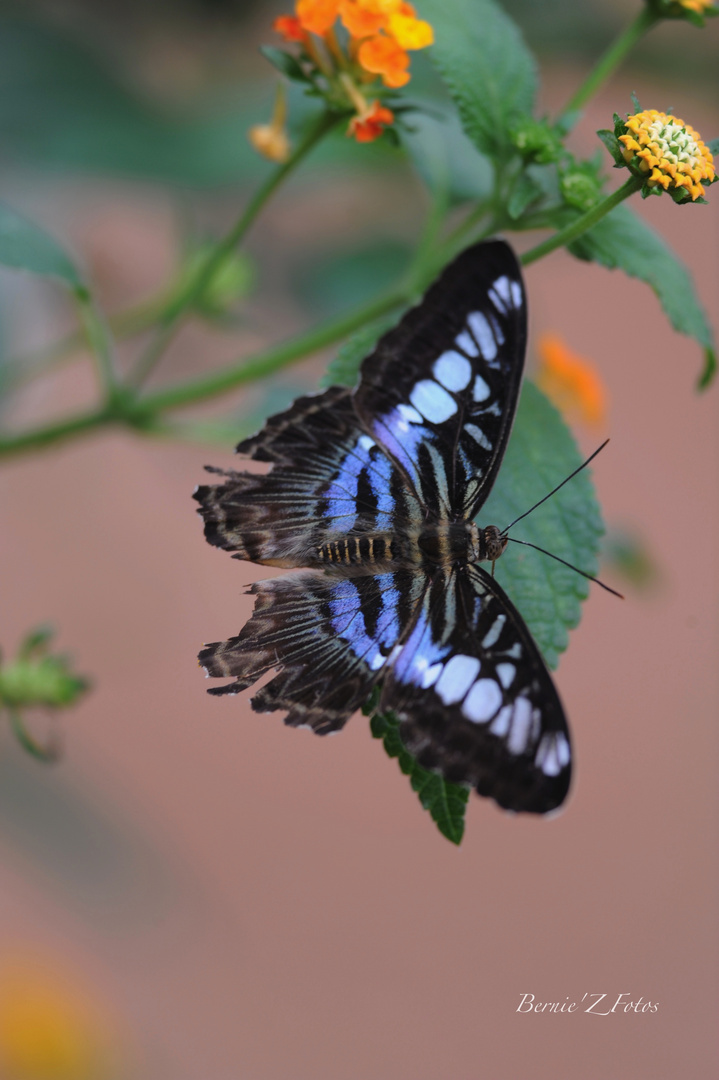 Papillon bleu