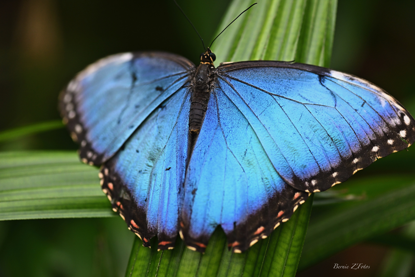 Papillon bleu