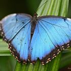 Papillon bleu