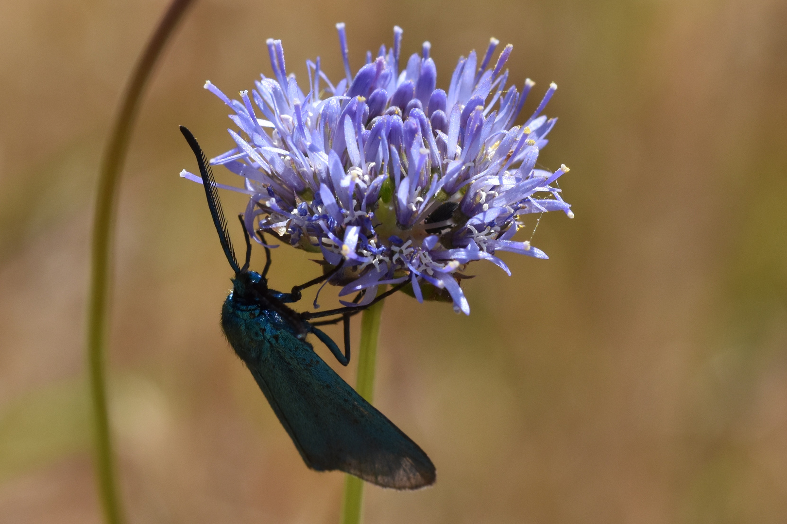 Papillon bleu nuit sur fleur de bleuet