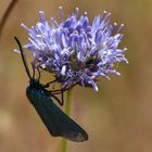 Papillon bleu nuit sur fleur de bleuet