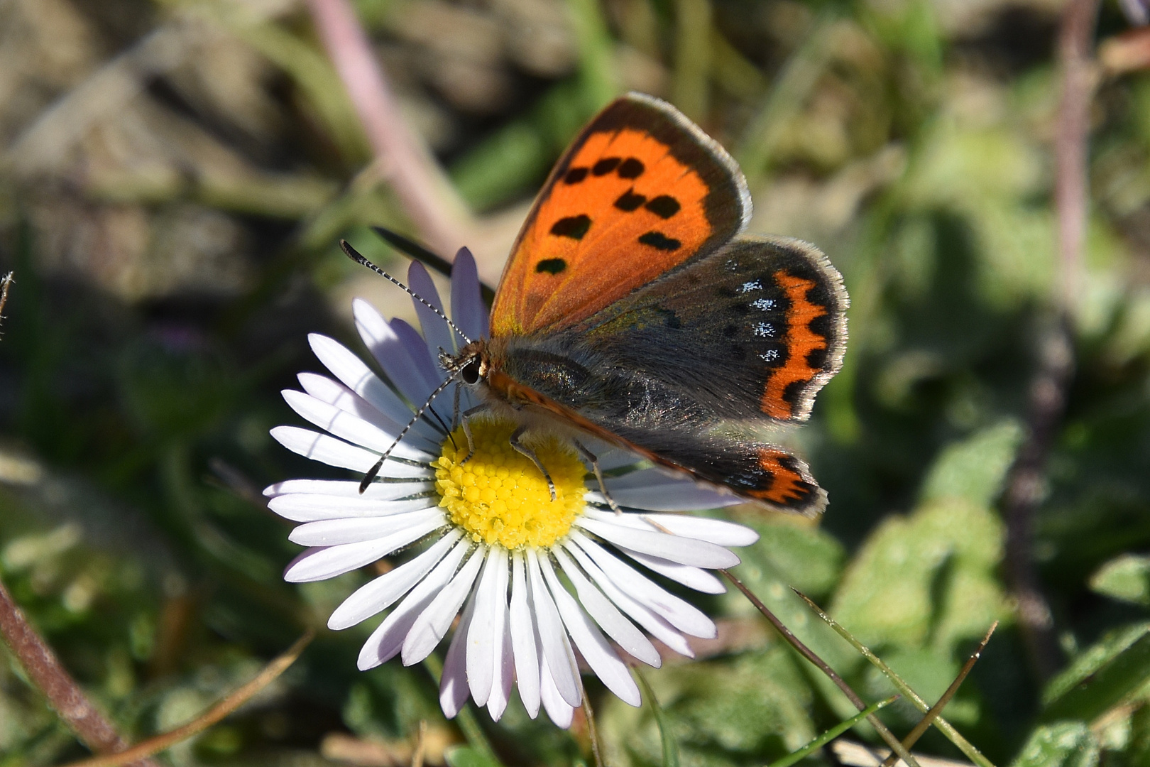 Papillon Bronzé ou Cuivré Commun