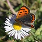 Papillon Bronzé ou Cuivré Commun