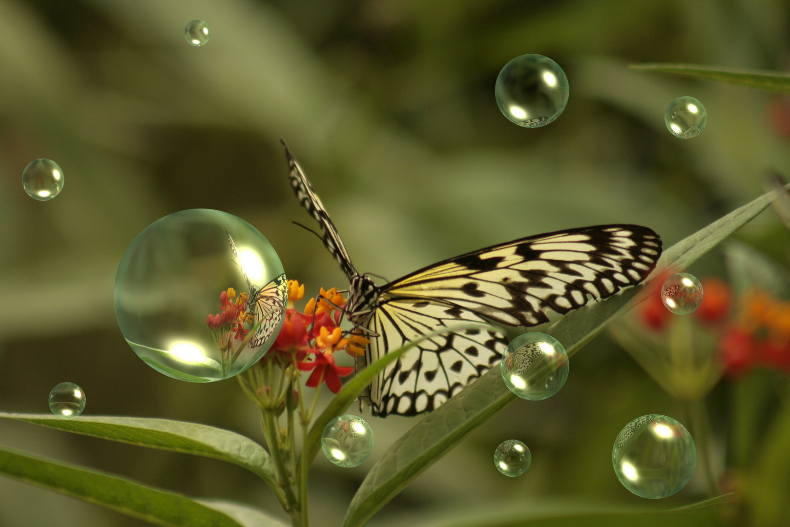 Papillon bulles