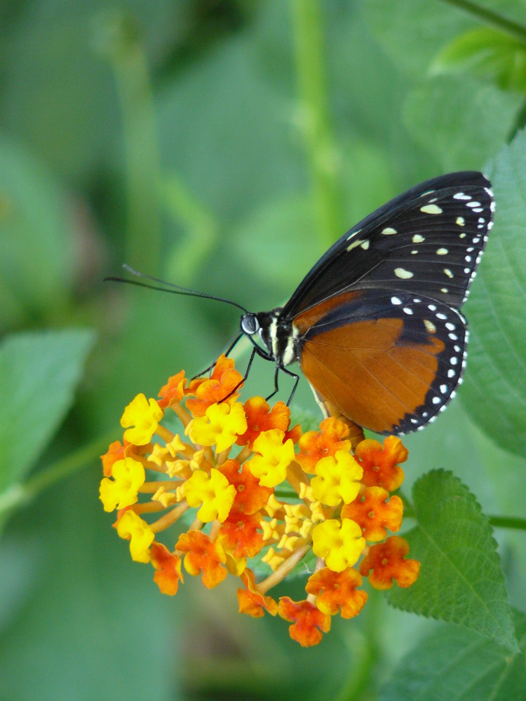 Papillon butinant