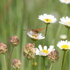 papillon butinant