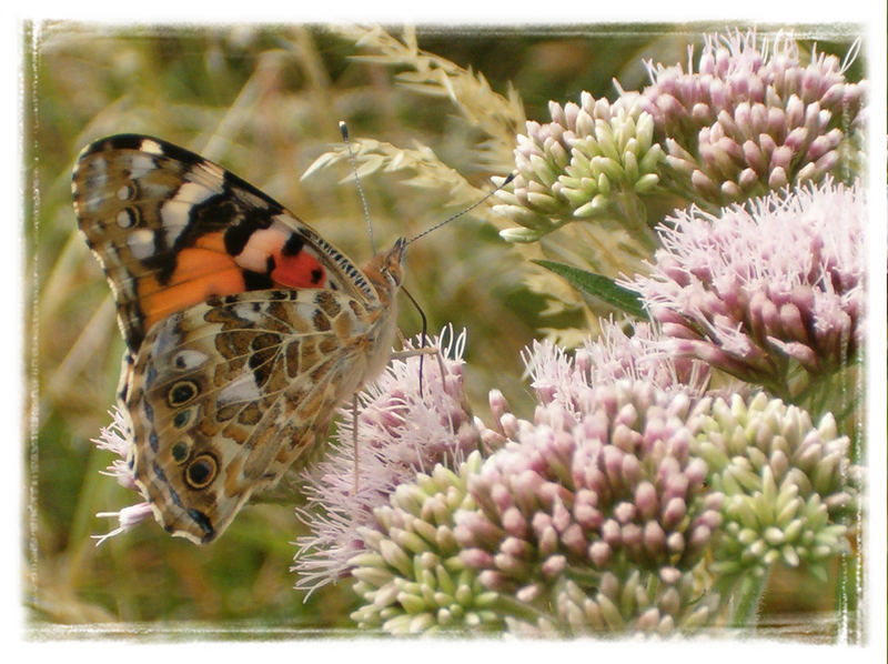 Papillon butinant