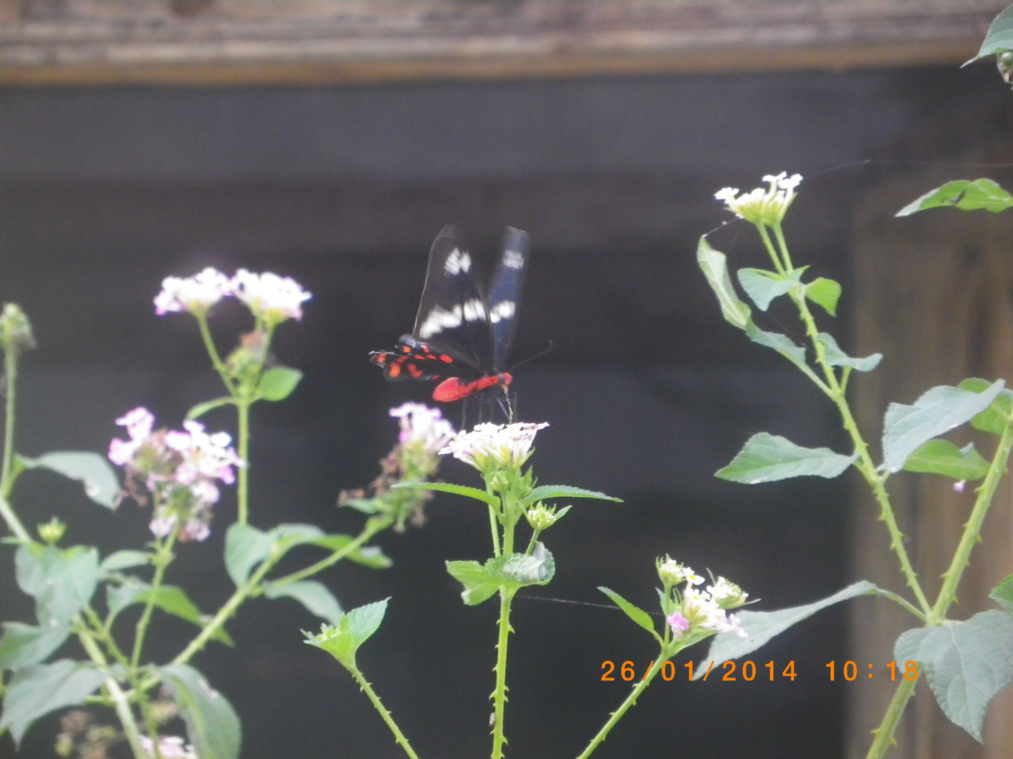 papillon butinant