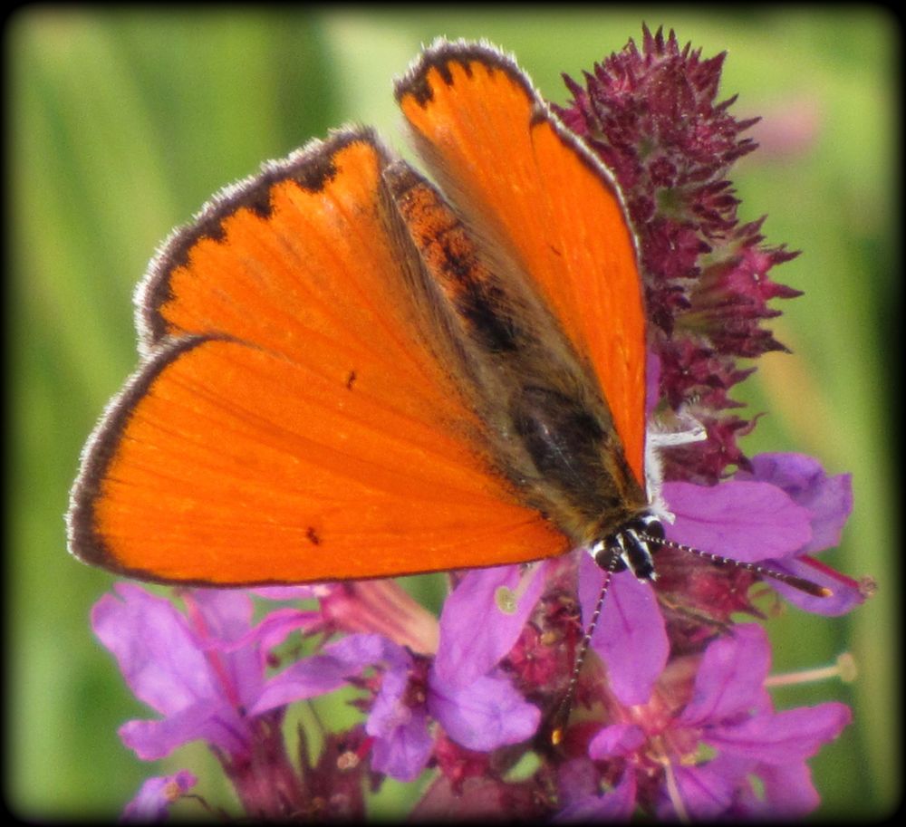 Papillon butineur