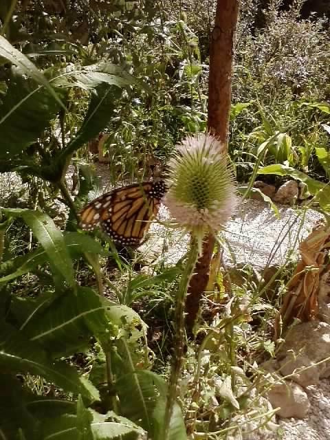 papillon