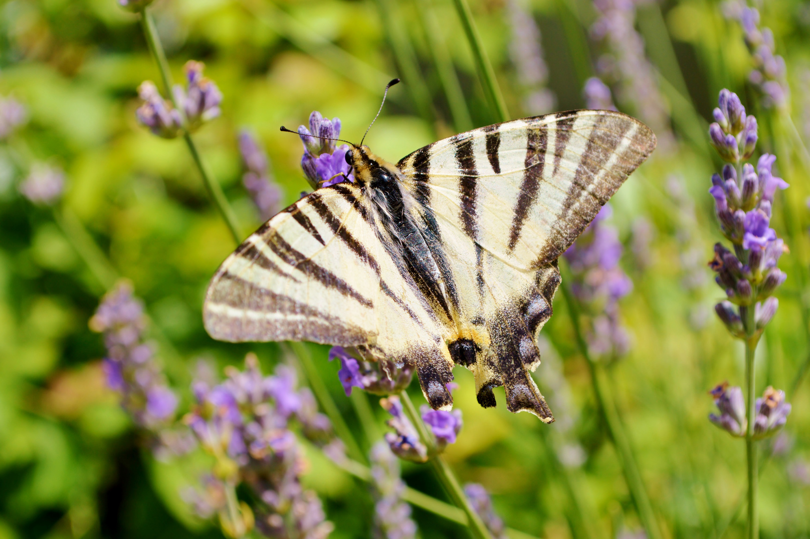 papillon