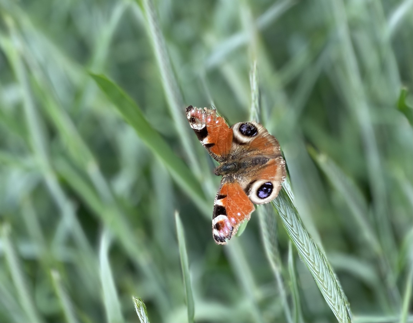 papillon