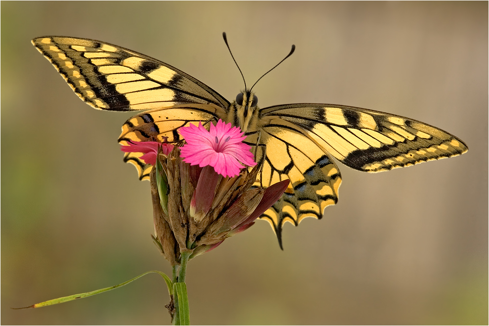 Papillon