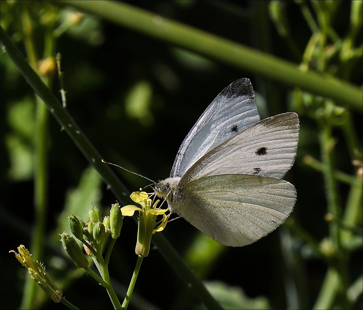 Papillon