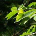 Papillon caméléon