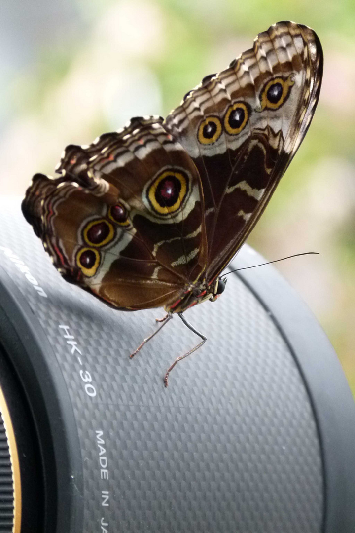 papillon capricieux