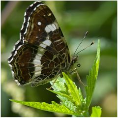 Papillon Carte géographique (2)