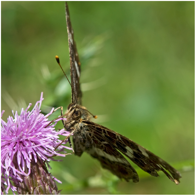 Papillon Carte géographique