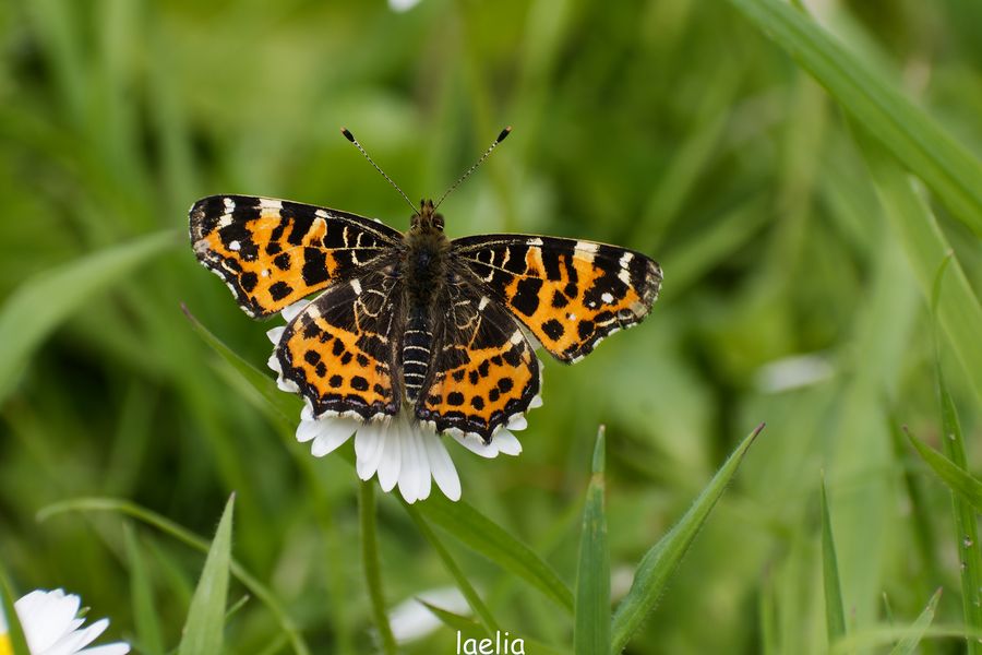 papillon carte geographique (araschnia levana) poser sur coeur de marguerite