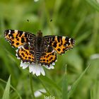 papillon carte geographique (araschnia levana) poser sur coeur de marguerite