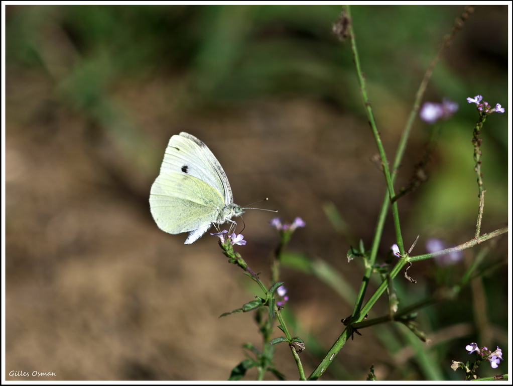 Papillon