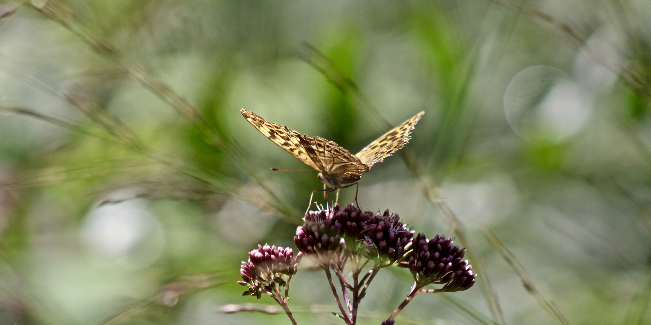 ... papillon !!!...