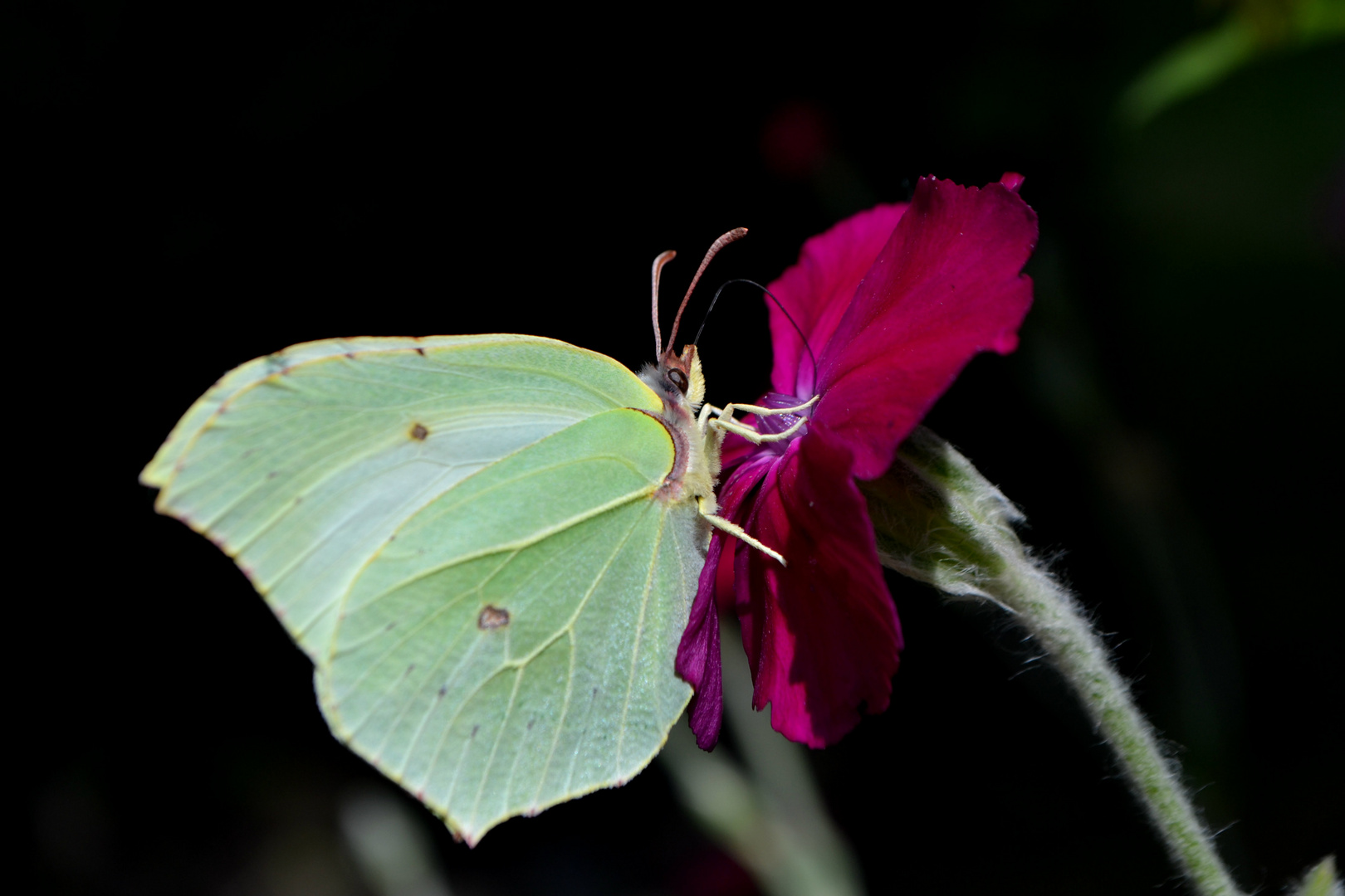 papillon