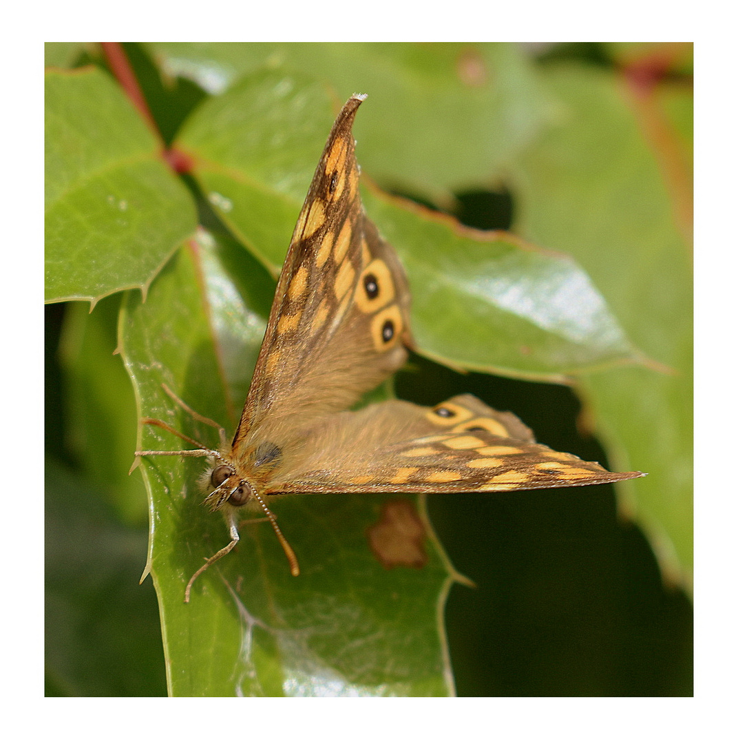 papillon