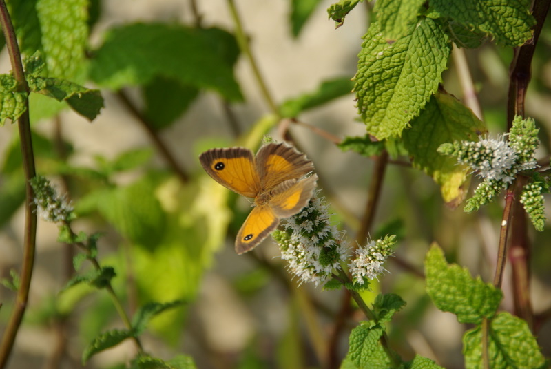 PAPILLON