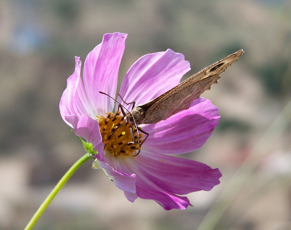 Papillon chinois