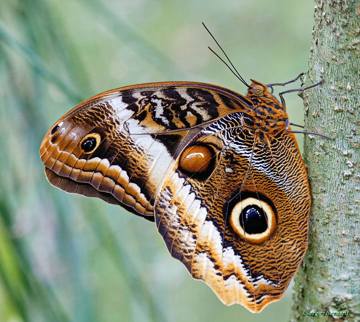 Papillon chouette du Costa Rica.