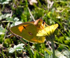 Papillon Citron