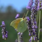 papillon citron