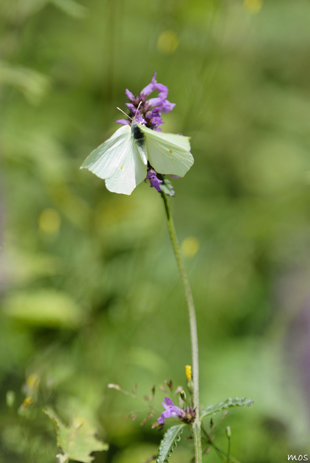 Papillon citron