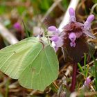 Papillon Citron