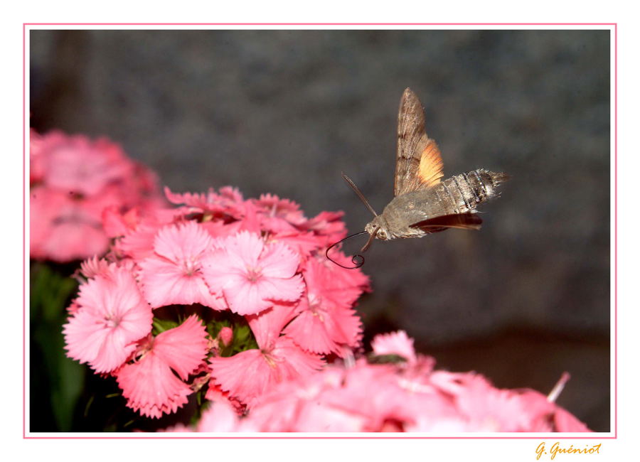 papillon colibri