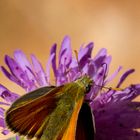 Papillon coloré