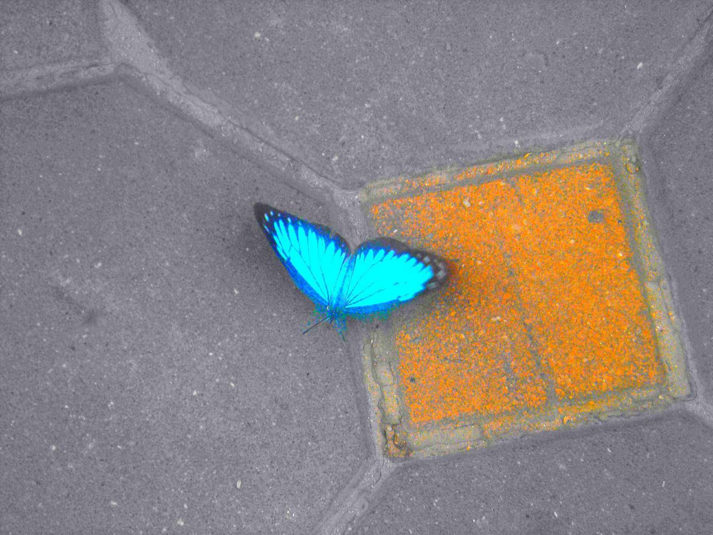 Papillon coloré.