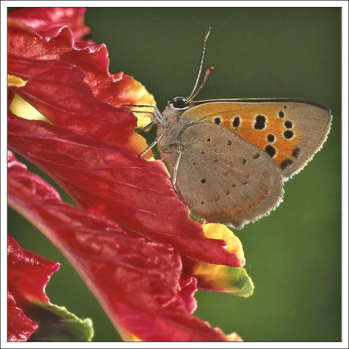 Papillon commun