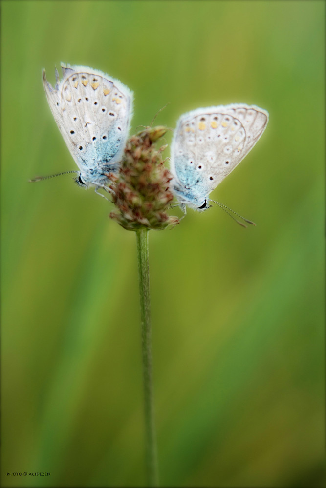 papillon couple