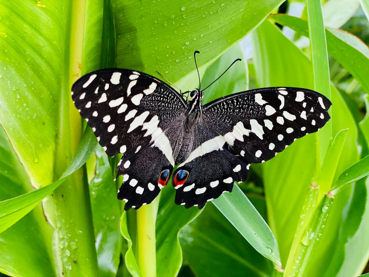 papillon creole, Ile de la  reunion